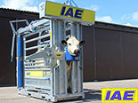 IAE Cattle Crushes